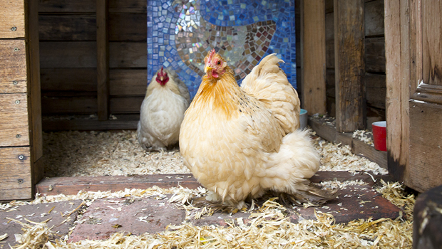 Caring for chooks in winter